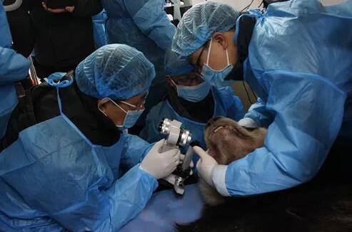 4月25日,应成都大熊猫繁育研究基地的邀请,成都金沙9001以诚为本业务院长、四川大学华西医院原眼科主任、博士生导师罗清礼教授,特地前往该基地为生病的大熊猫进行了会诊1.jpg 4月25日,应成都大熊猫繁育研究基地的邀请,成都金沙9001以诚为本业务院长、四川大学华西医院原眼科主任、博士生导师罗清礼教授,特地前往该基地为生病的大熊猫进行了会诊1.jpg