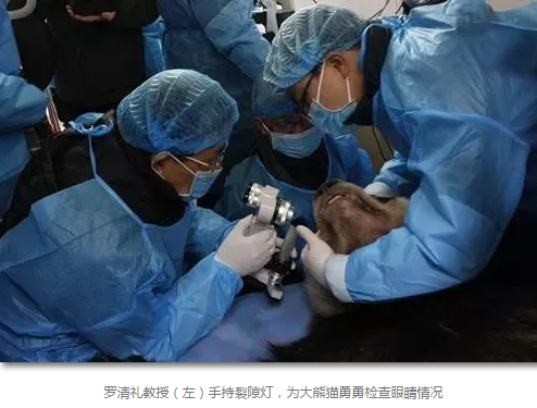 科技日报等数十家国内主流新闻媒体报道成都金沙9001以诚为本罗清礼教授为大熊猫看眼病2.png 科技日报等数十家国内主流新闻媒体报道成都金沙9001以诚为本罗清礼教授为大熊猫看眼病2.png