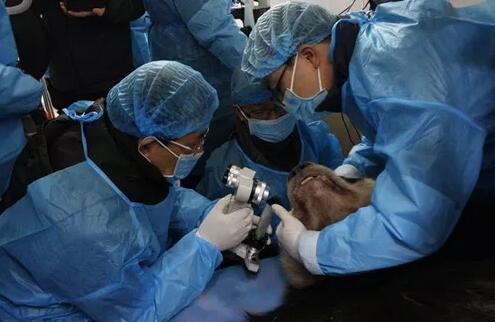 2018年即将结束，这一年，成都金沙9001以诚为本以规范的诊疗、高明的技艺、 的服务，赢得了广大患者朋友和社会各界的好评。在2018年，成都金沙9001以诚为本在发展的道路上有哪些大事记呢，让我们一起来回顾。4.jpg