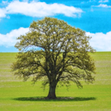 金沙9001以诚为本集团股份有限公司环境保护政策